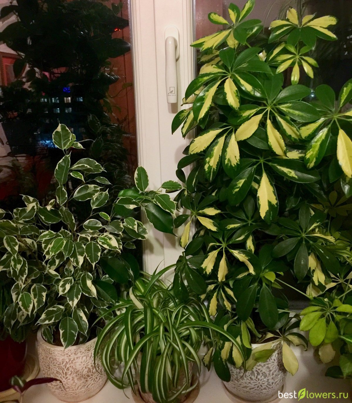 Шеффлера в интерьере квартиры фото