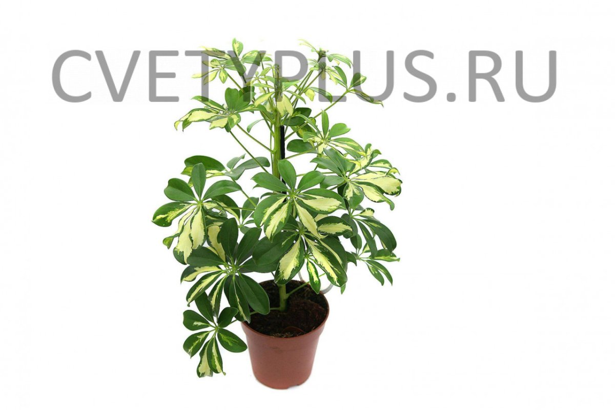 Молочай Шефлера комнатное растение