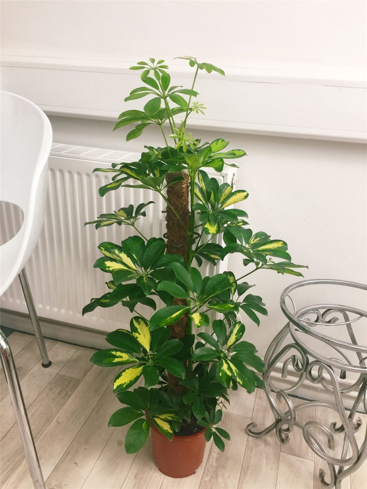 Шеффлера Кастер