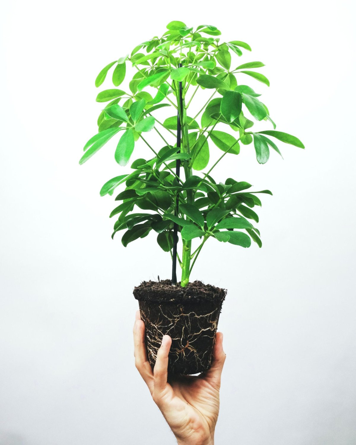 Шеффлера Грин Стар* 3 шт.