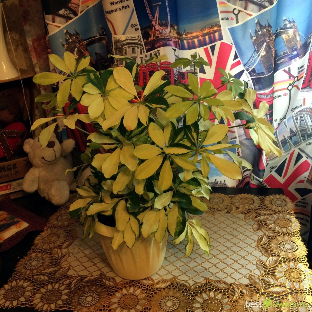 Шеффлера Nora d13 h50