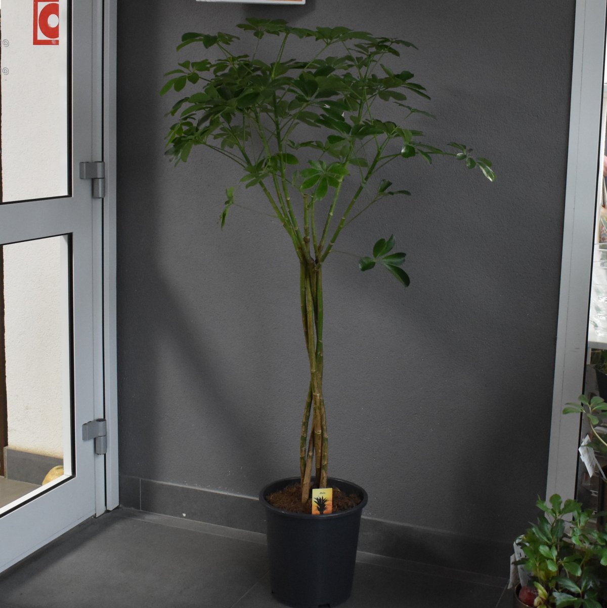 Шеффлера высокая