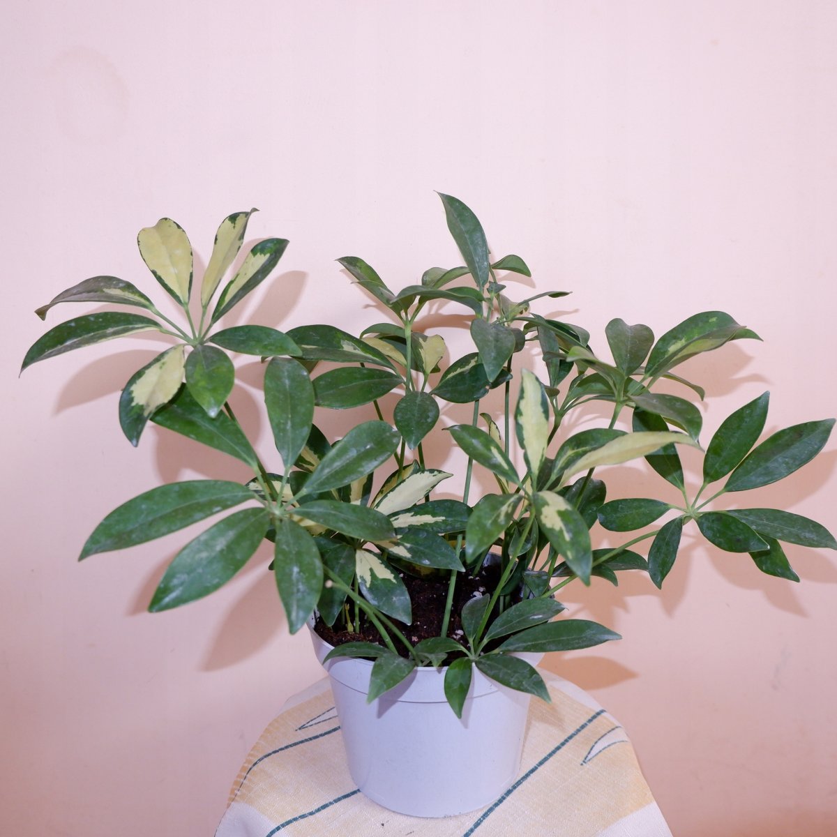 Декоративнолистные растения для дома