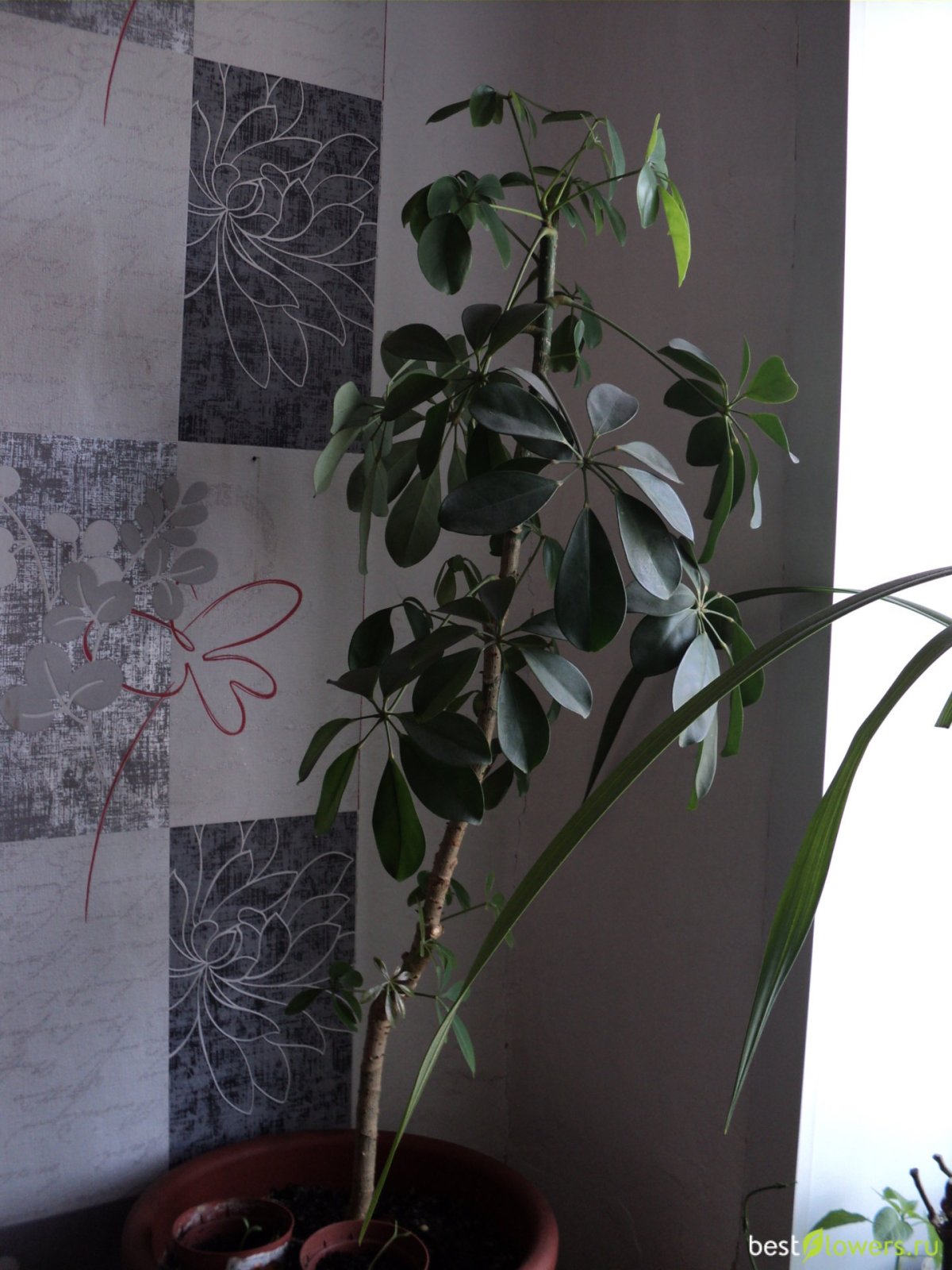 Гном Шеффлера