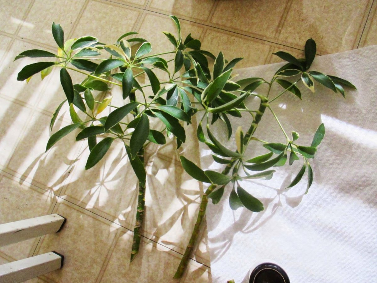 Umbrella Plant