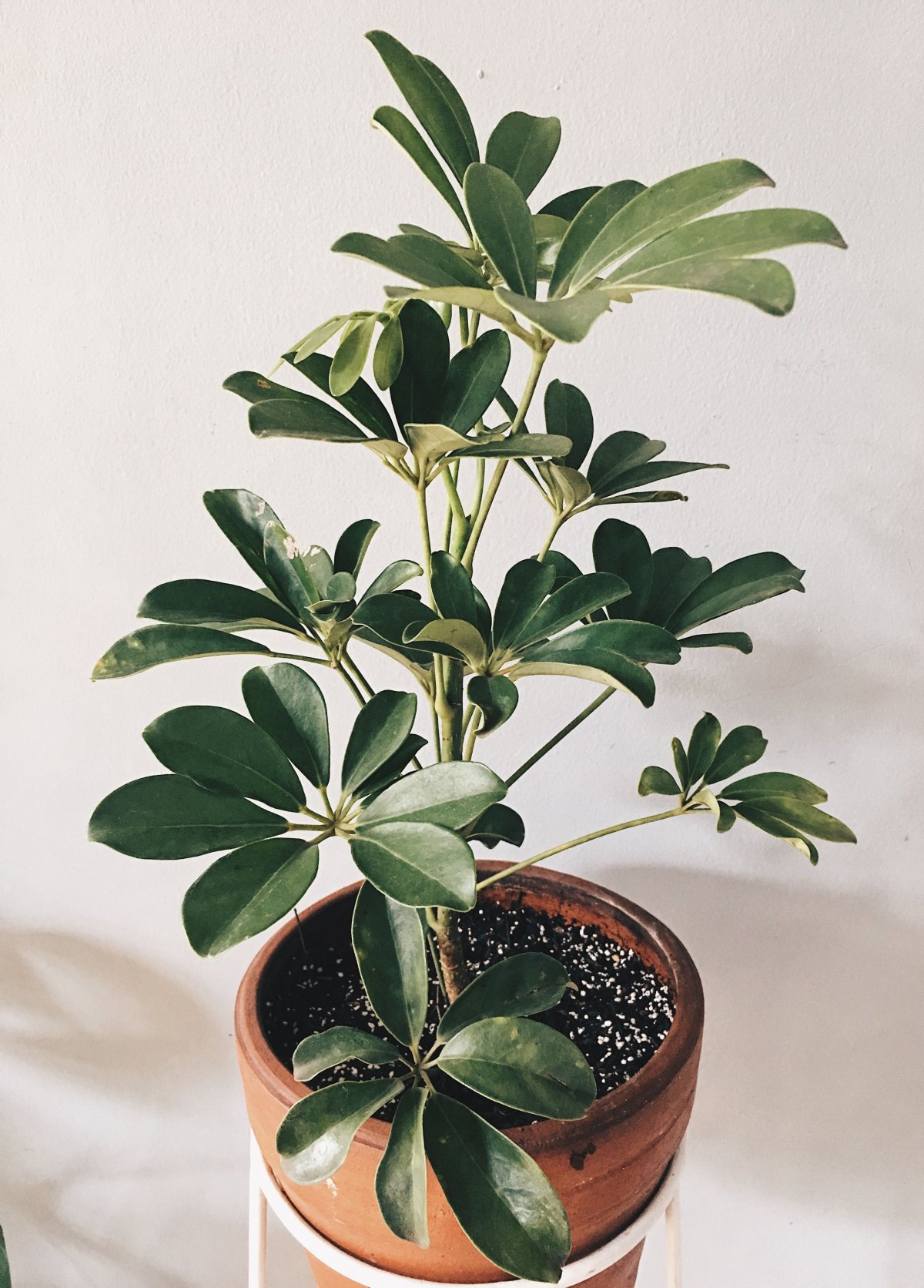 Шеффлера Нора