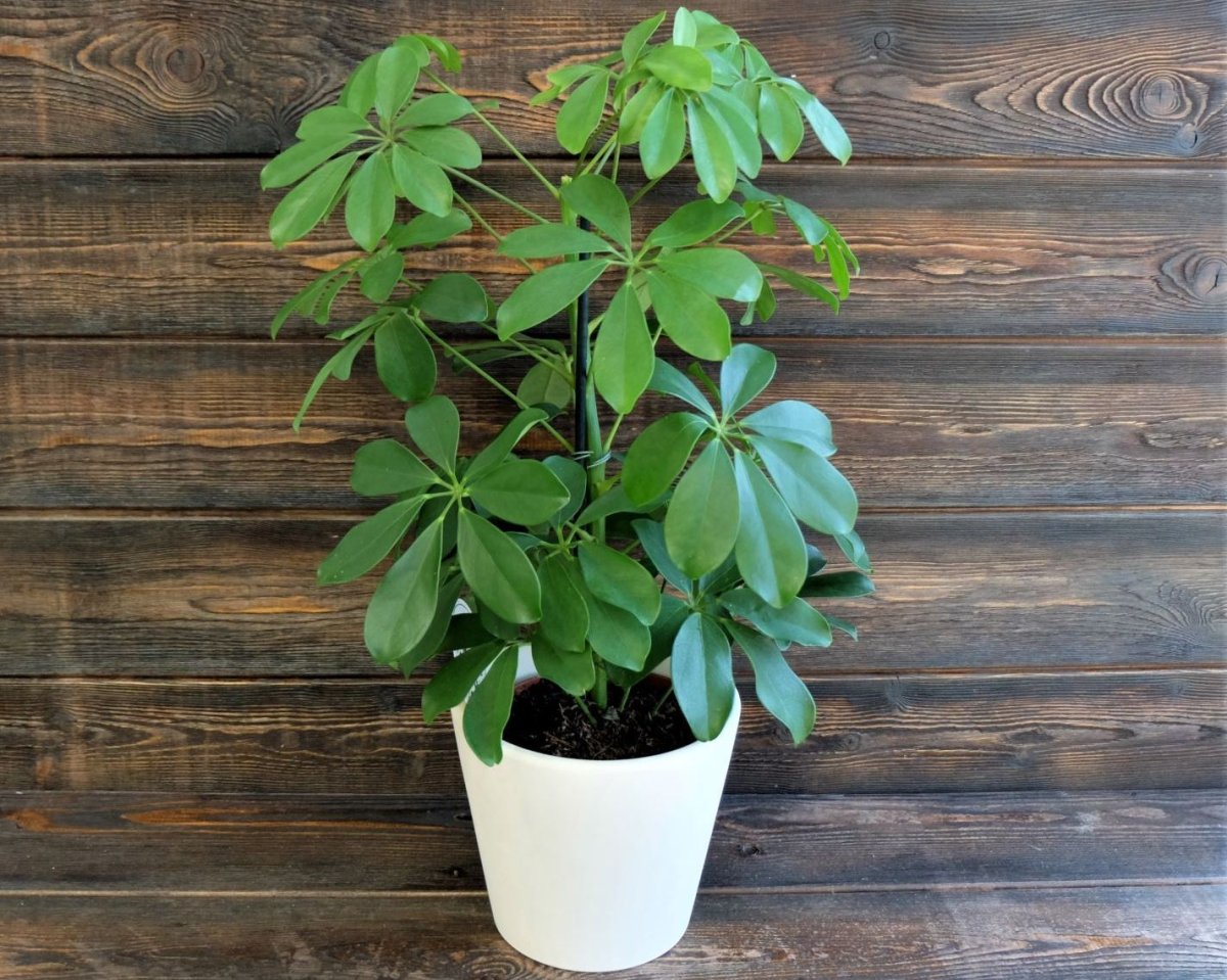 Шеффлера + Lechuza