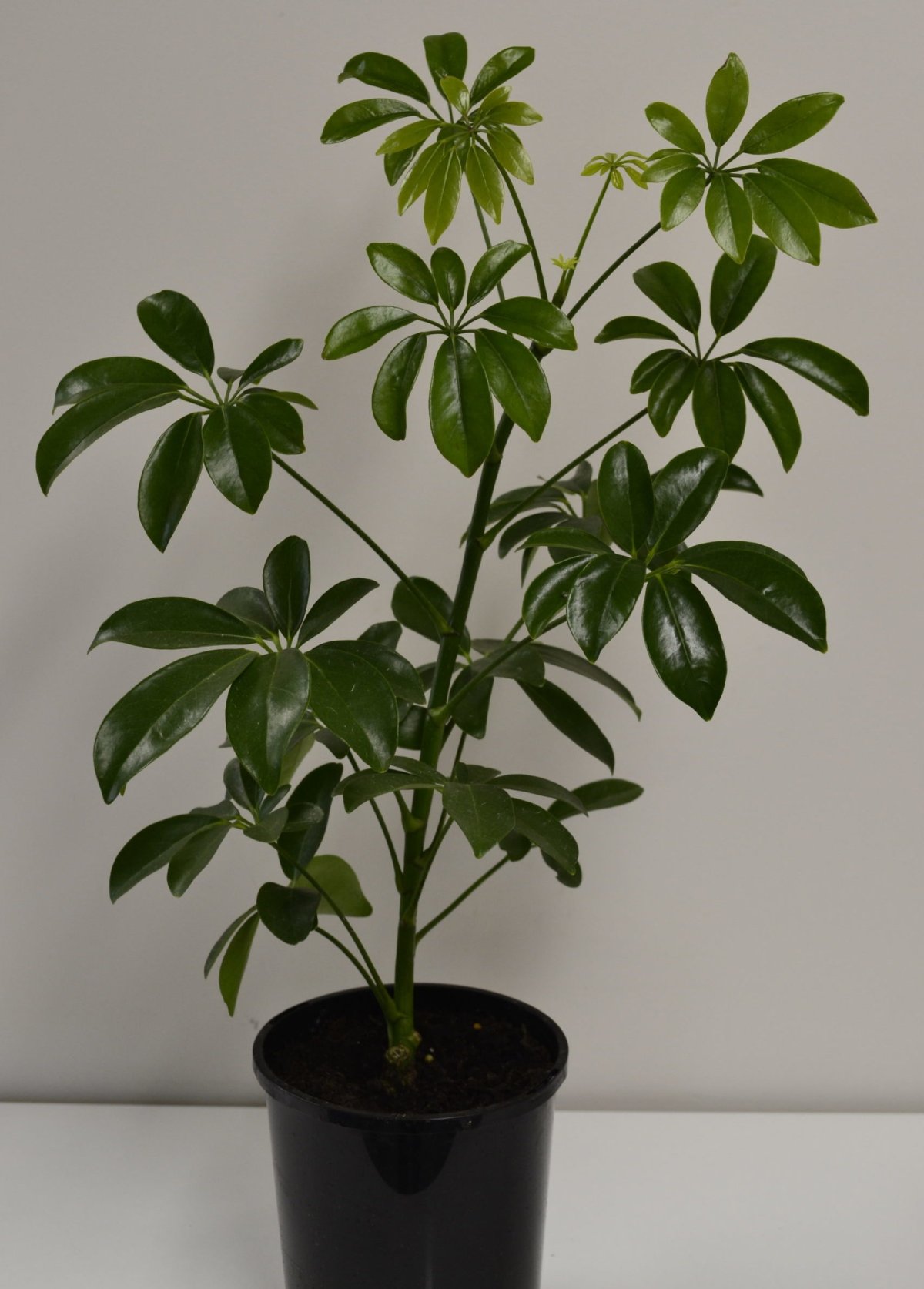 Шефлера в интерьере