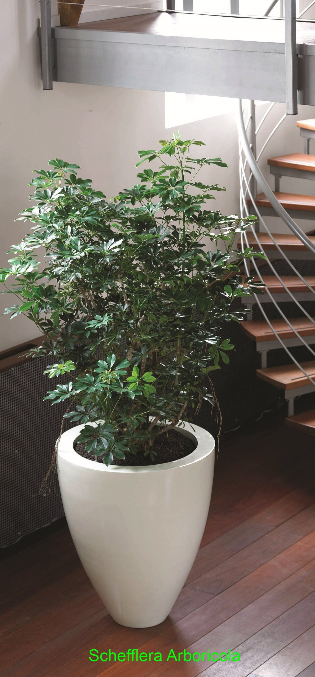 Шеффлера Nora d13 h50