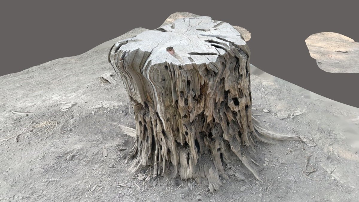 Старый пень