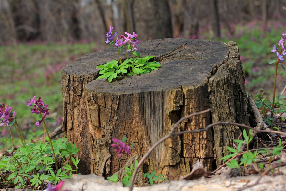 Пень в интерьере квартиры