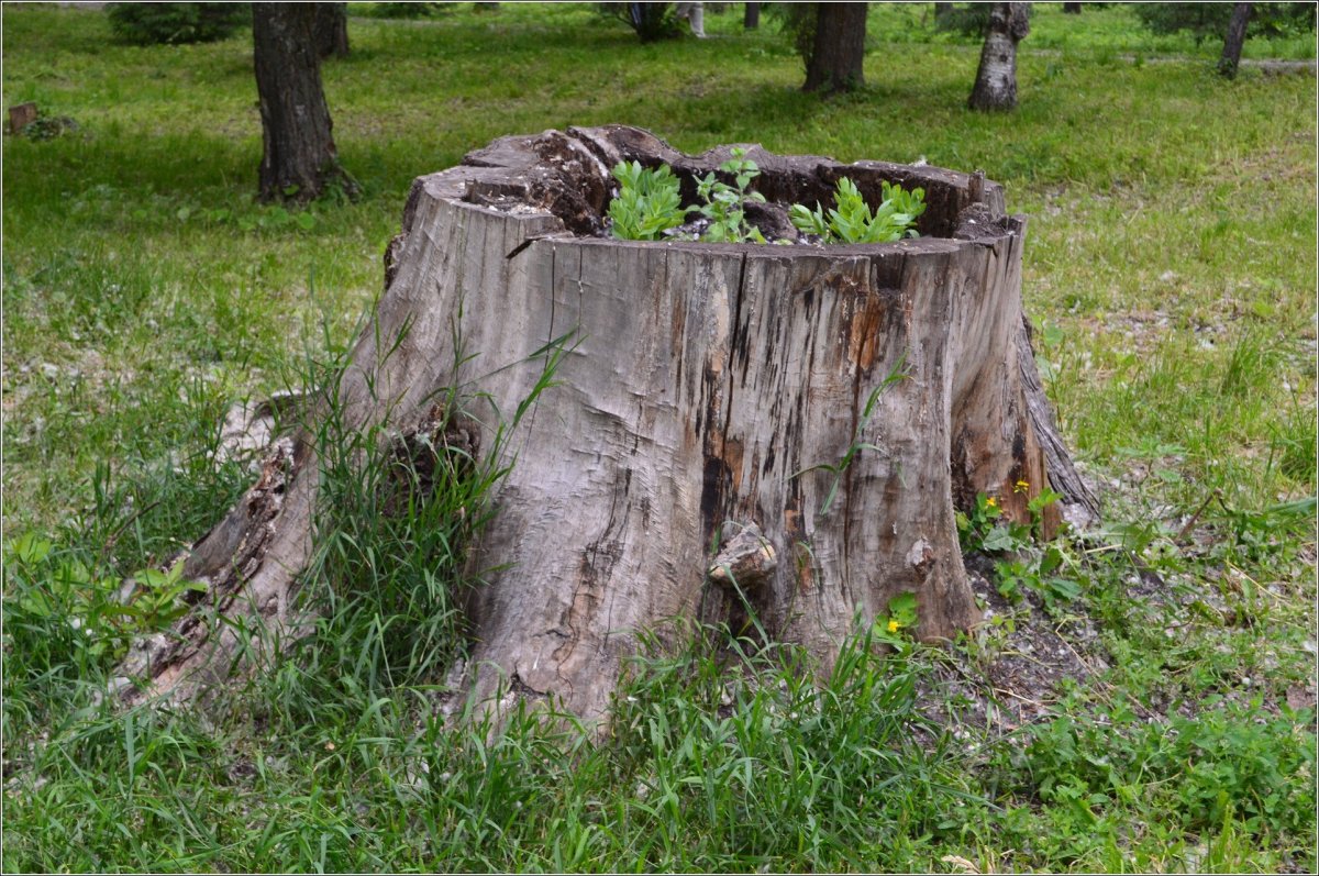 Цилиндрическое дерево