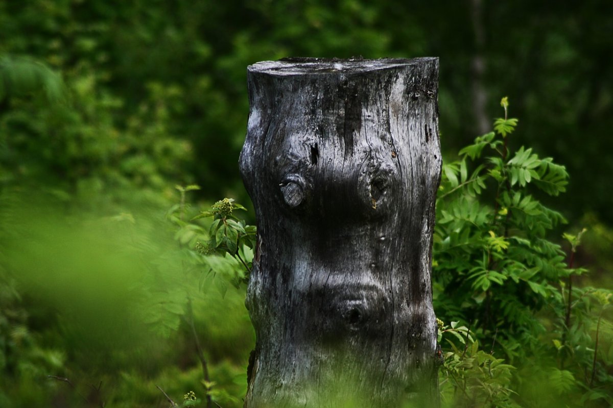 Стволы деревьев на дне