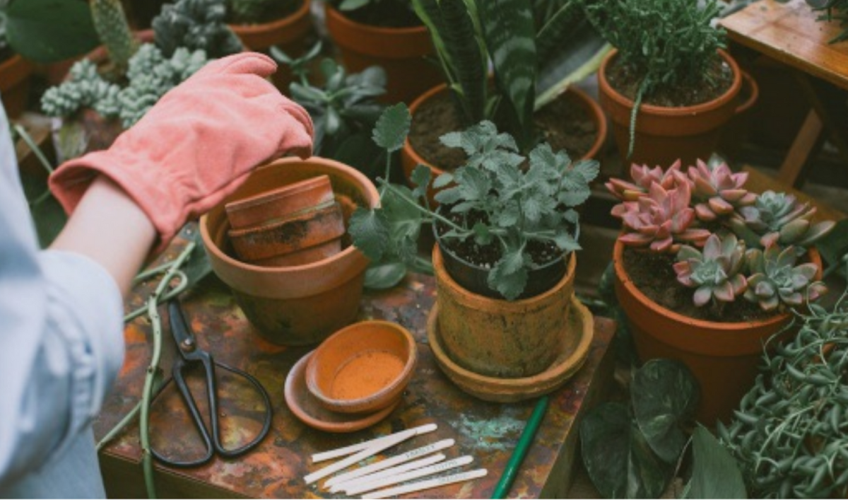 Ботанические иллюстрации в интерьере