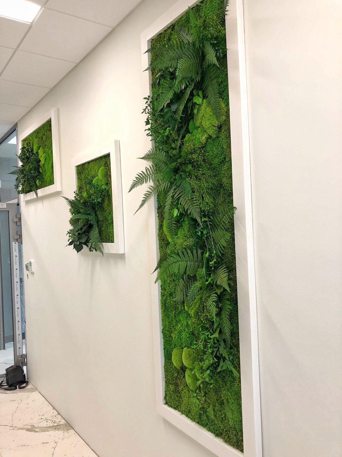 Мох ягель стабилизированный на стене