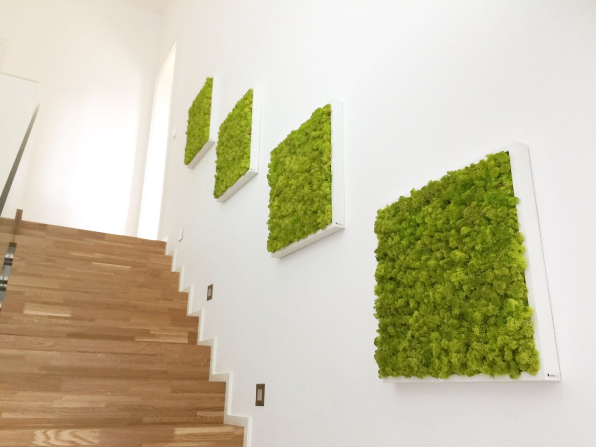 Фитокартины из стабилизированного мха и растений