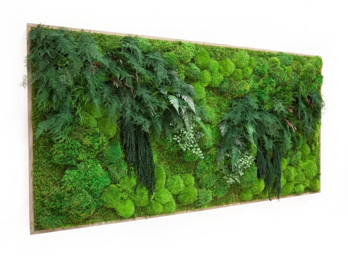 Фитостена джунгли