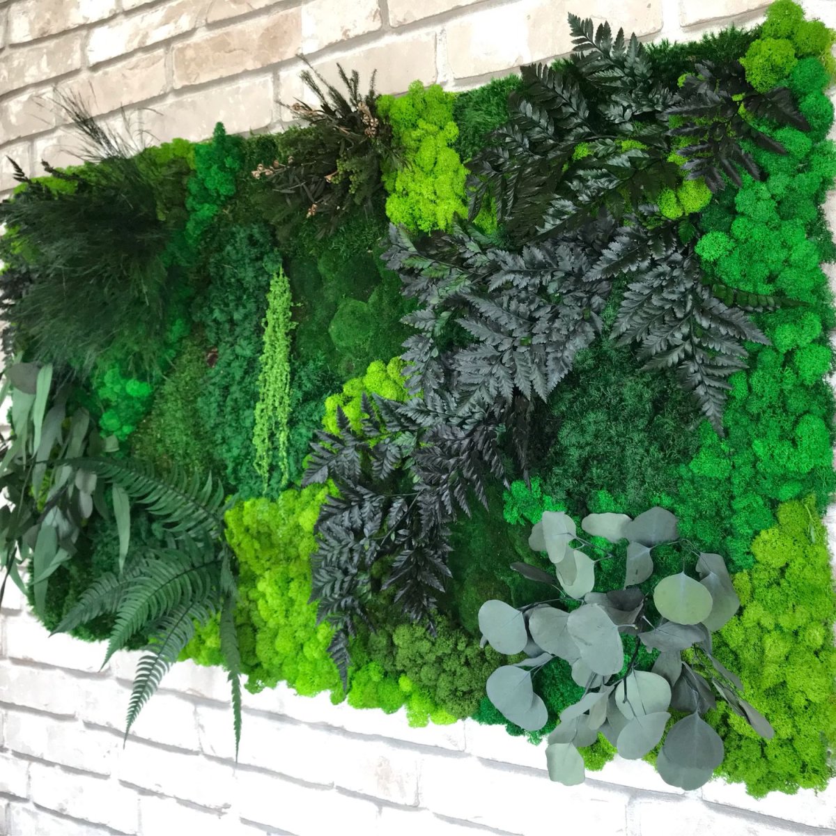 Фитостена петрушка укроп