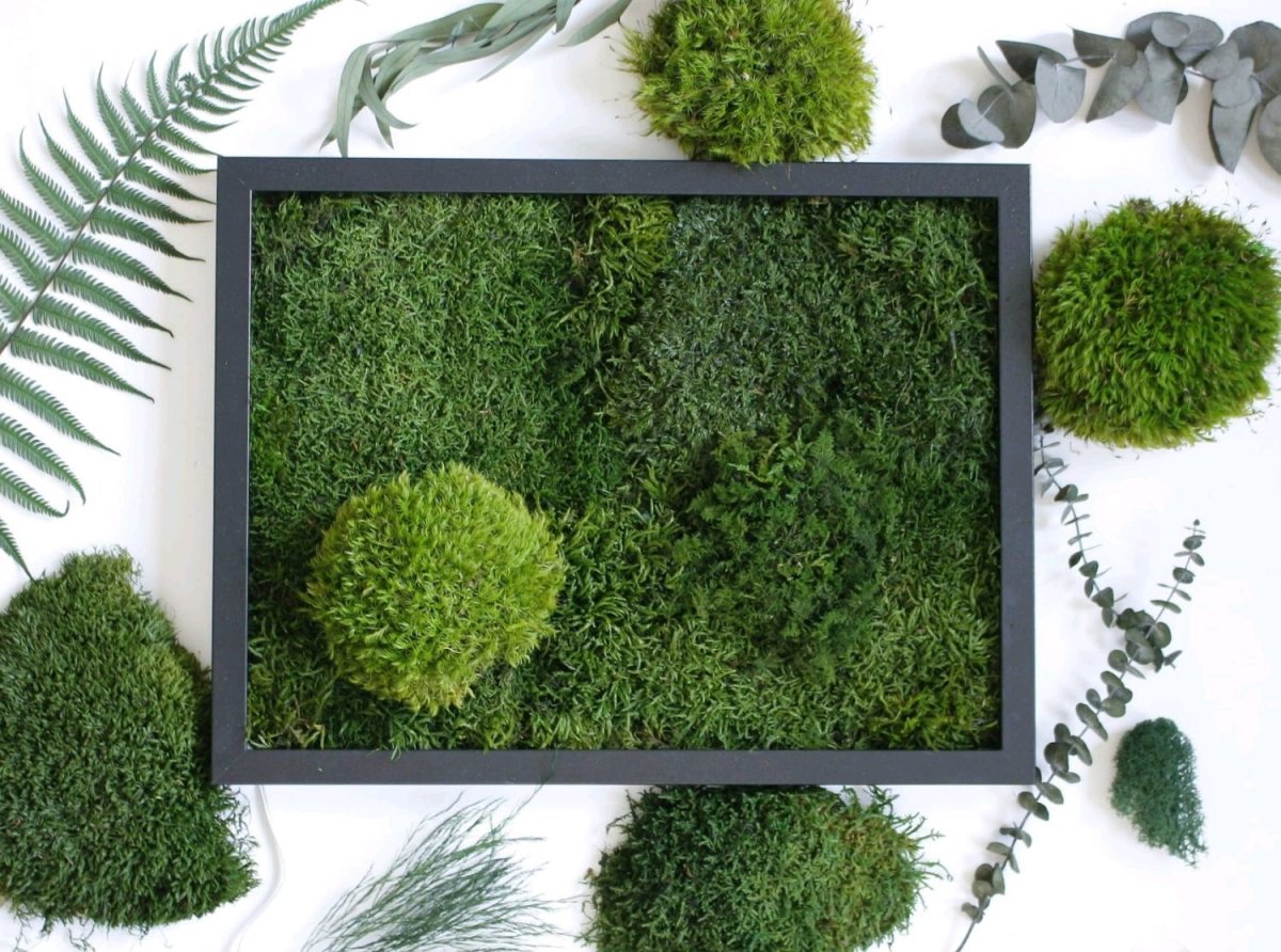 Хлорофитум для фитостены