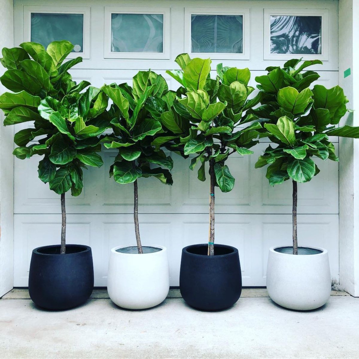 Фикус Air Cleaning houseplant