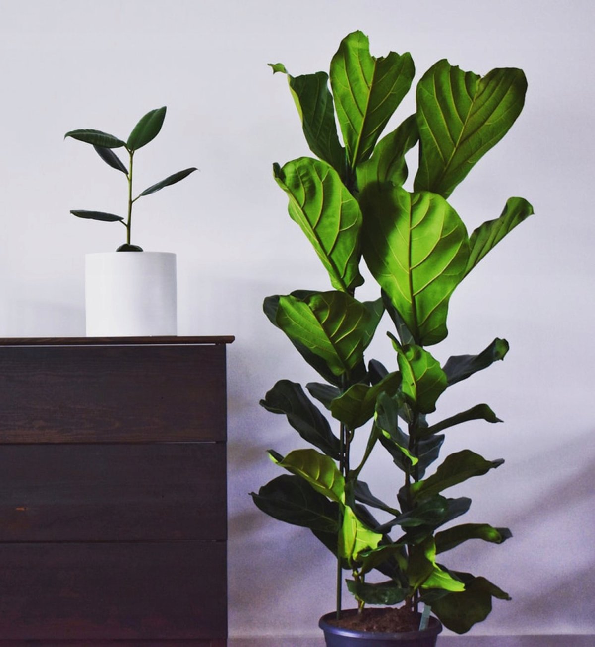 Fiddle Leaf