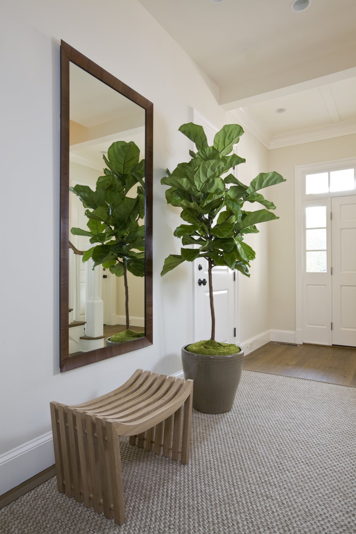 Fiddle Leaf Fig растение