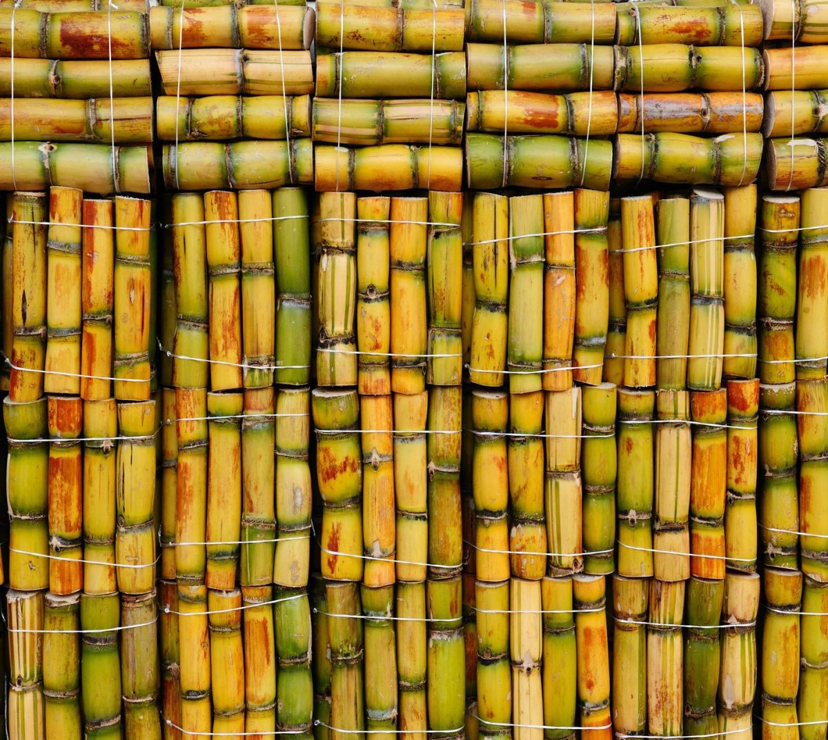 Фон бамбук вектор