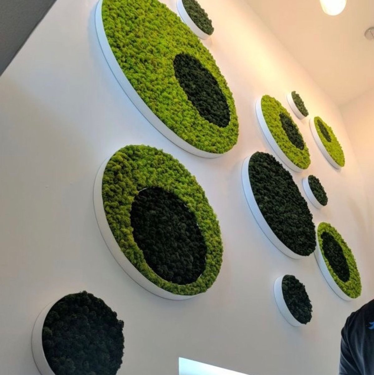 Фитостена мох