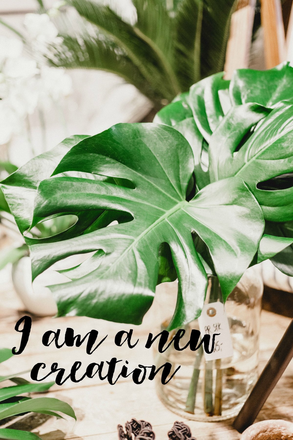 Монстера Индонезиан