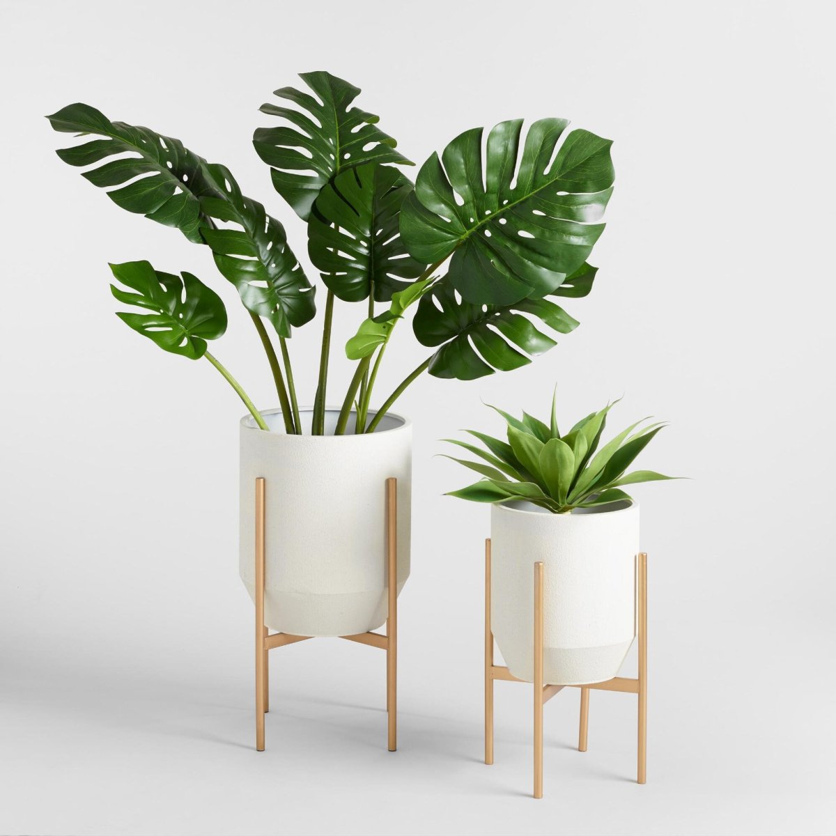 Филодендрон Эстетика