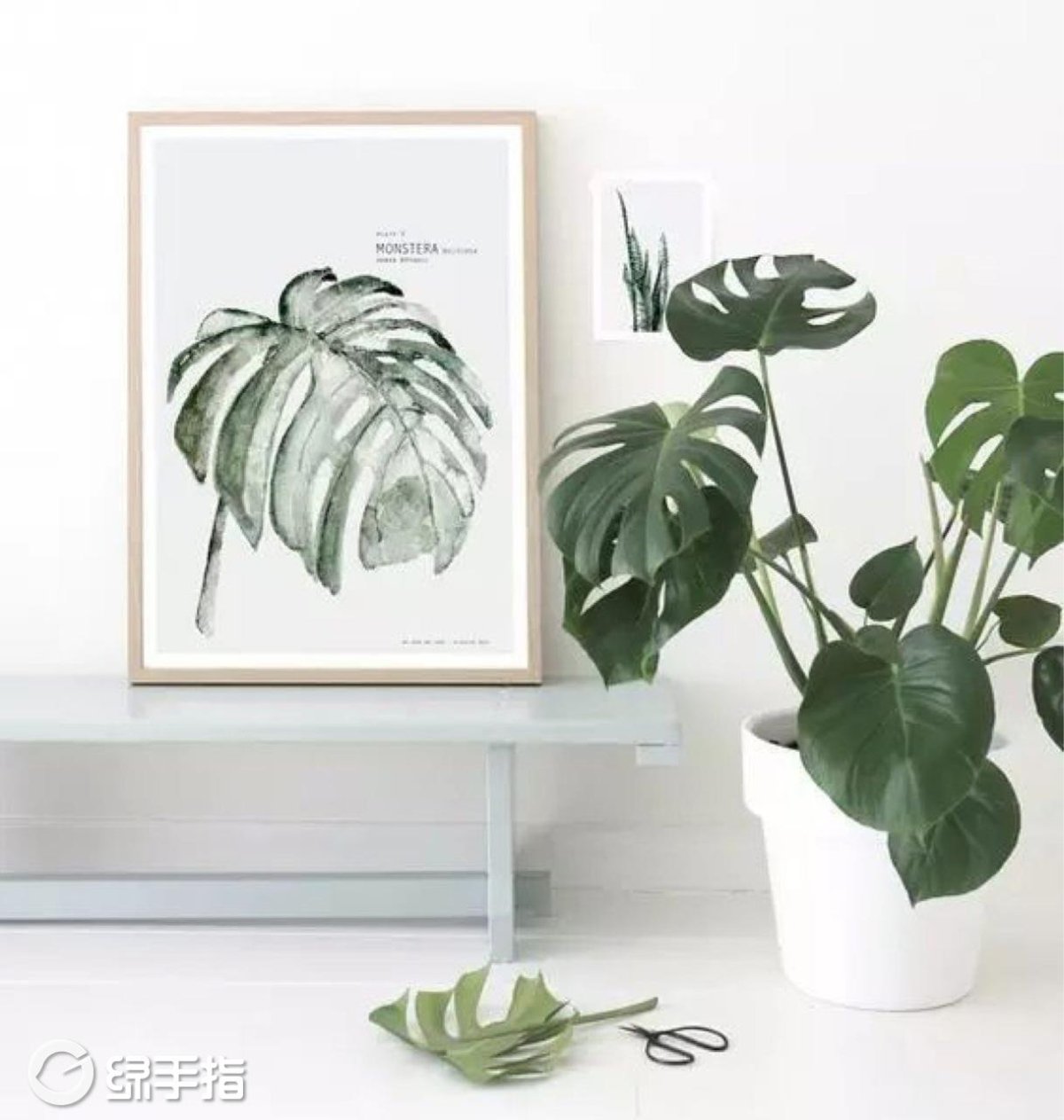 Диптих монстера