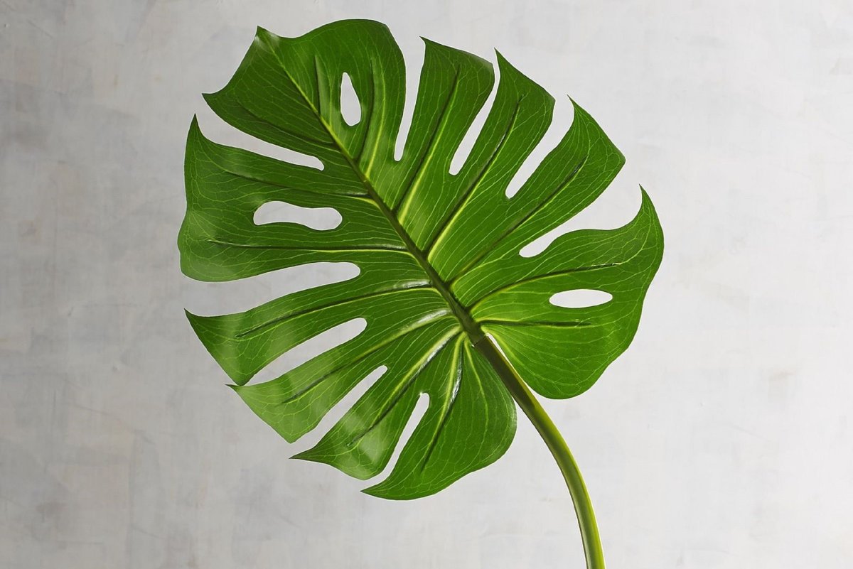Монстера радифорда Эстетика