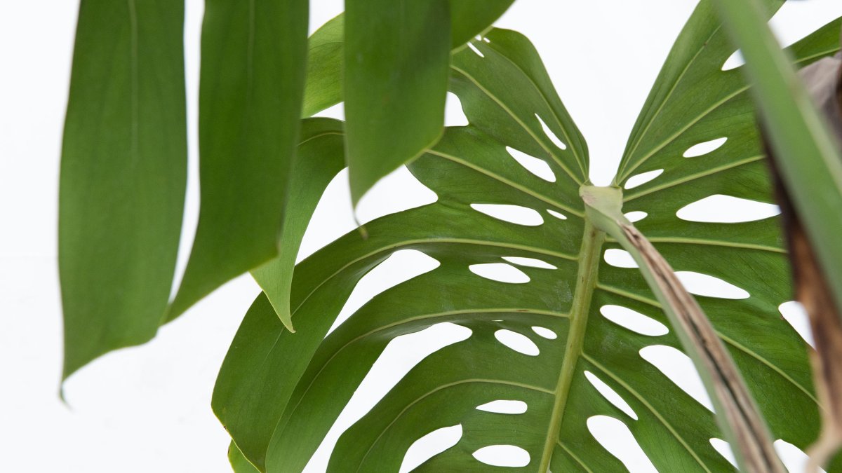 Обои с монстерой на кухне