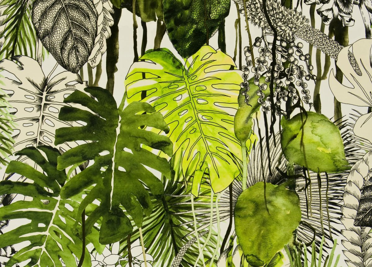 Монстера Карвинского