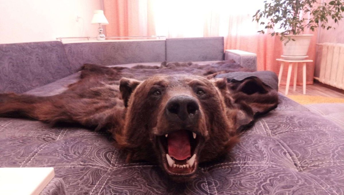 Шкура медведя на стенке