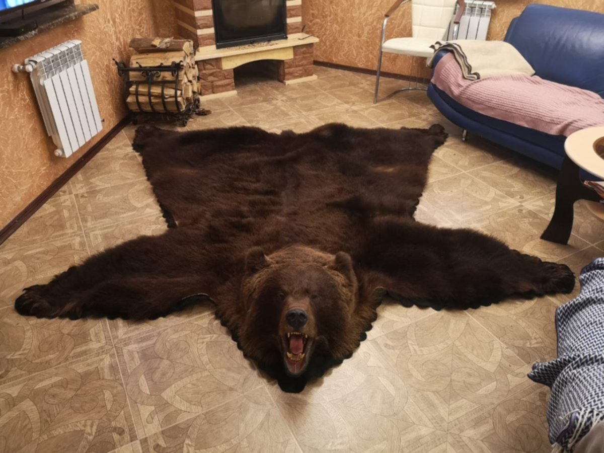 Шкура медведя