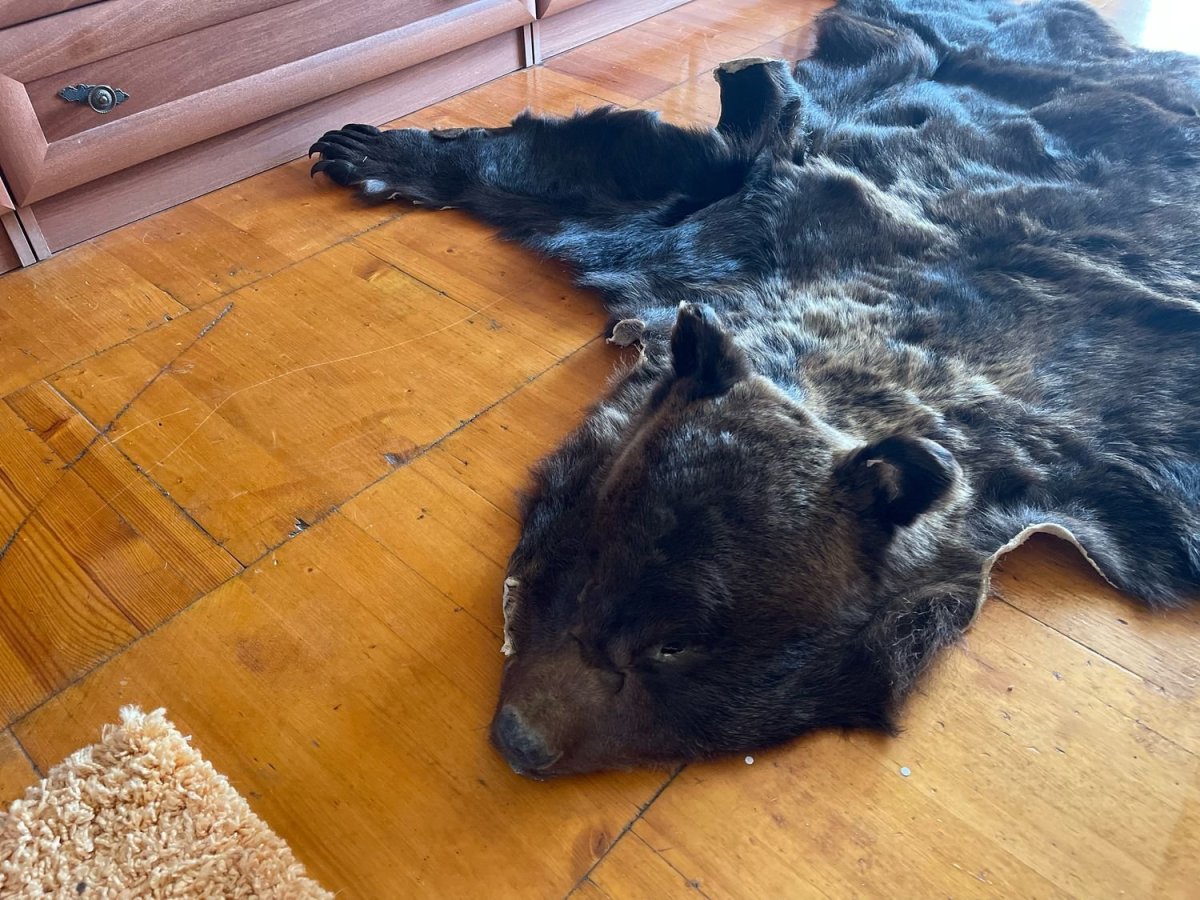 Ковер медвежья шкура