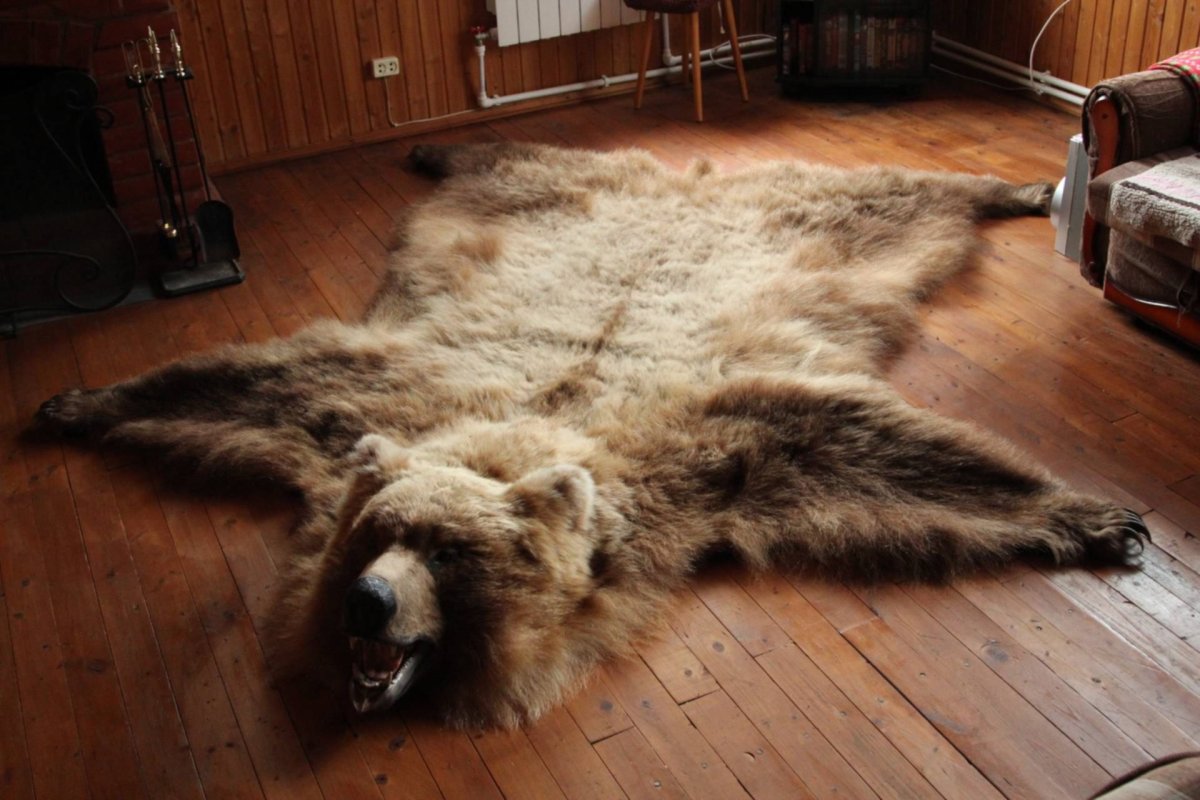 Шкура медведя