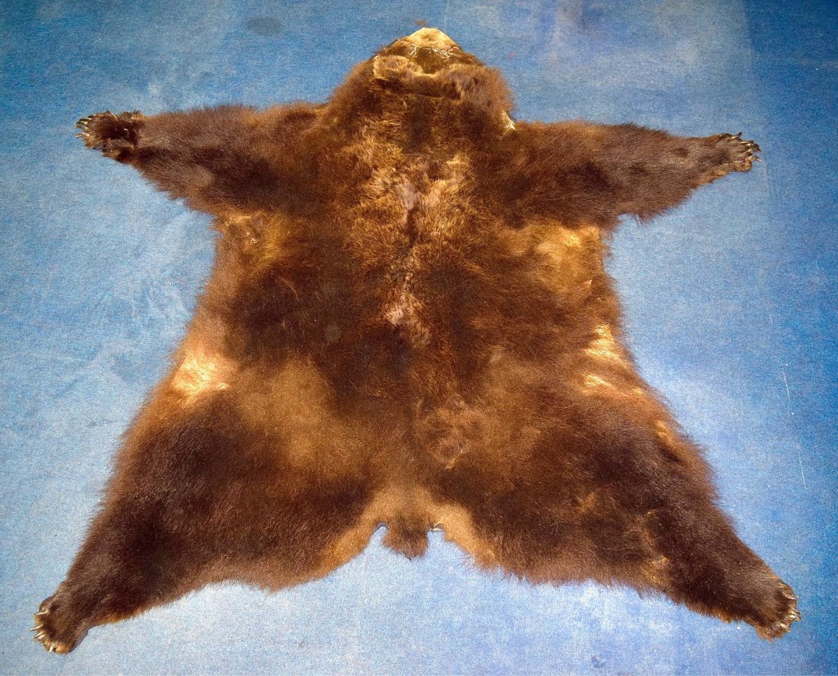 Черный медведь в белой шкуре