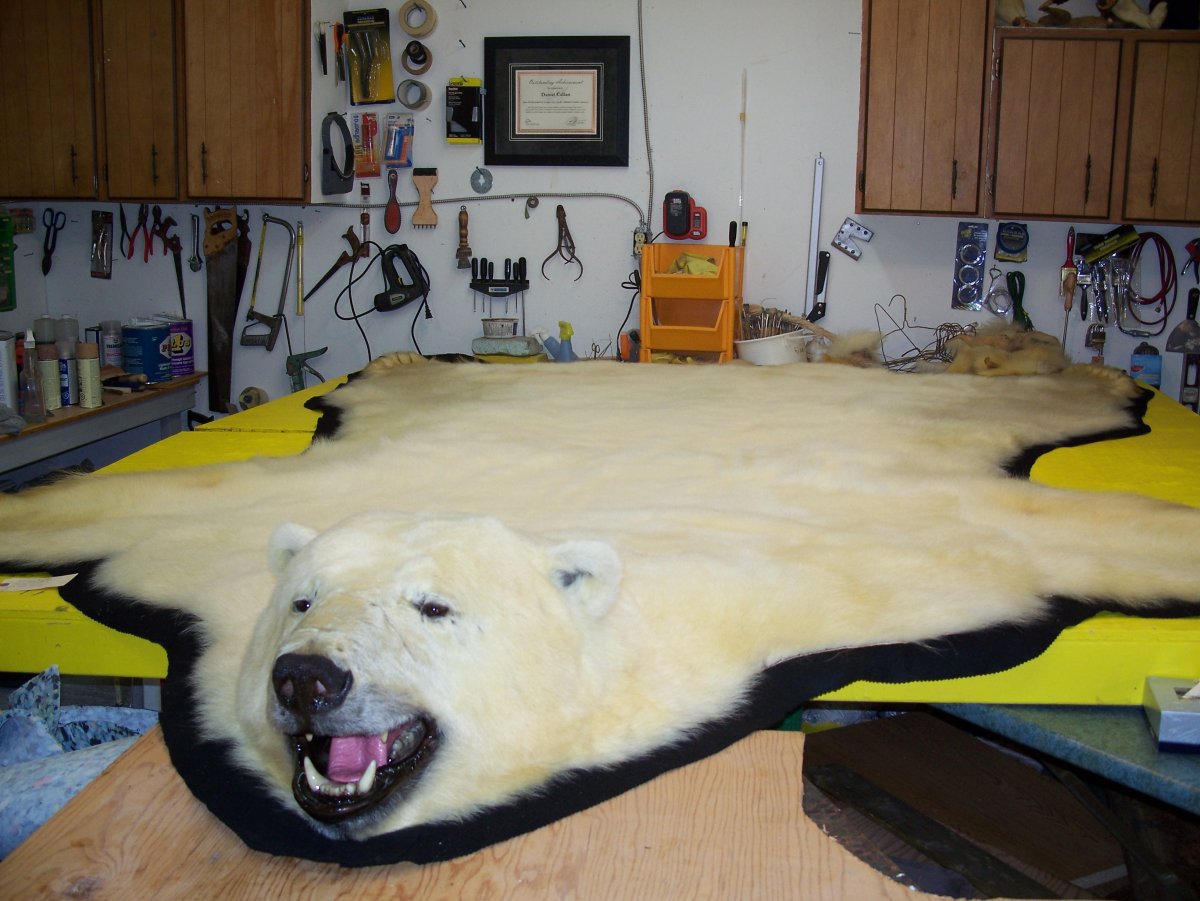 Ковер из медвежьей шкуры