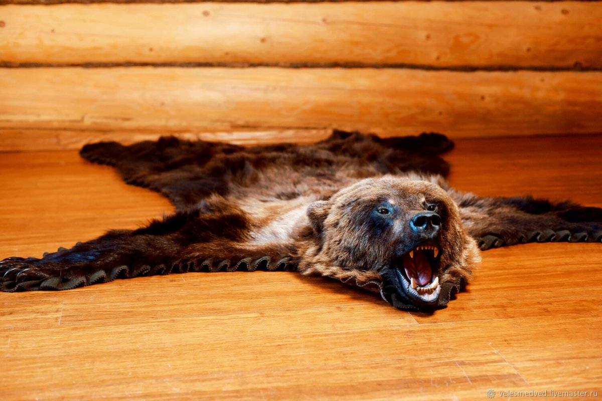 Шкура медведя в доме