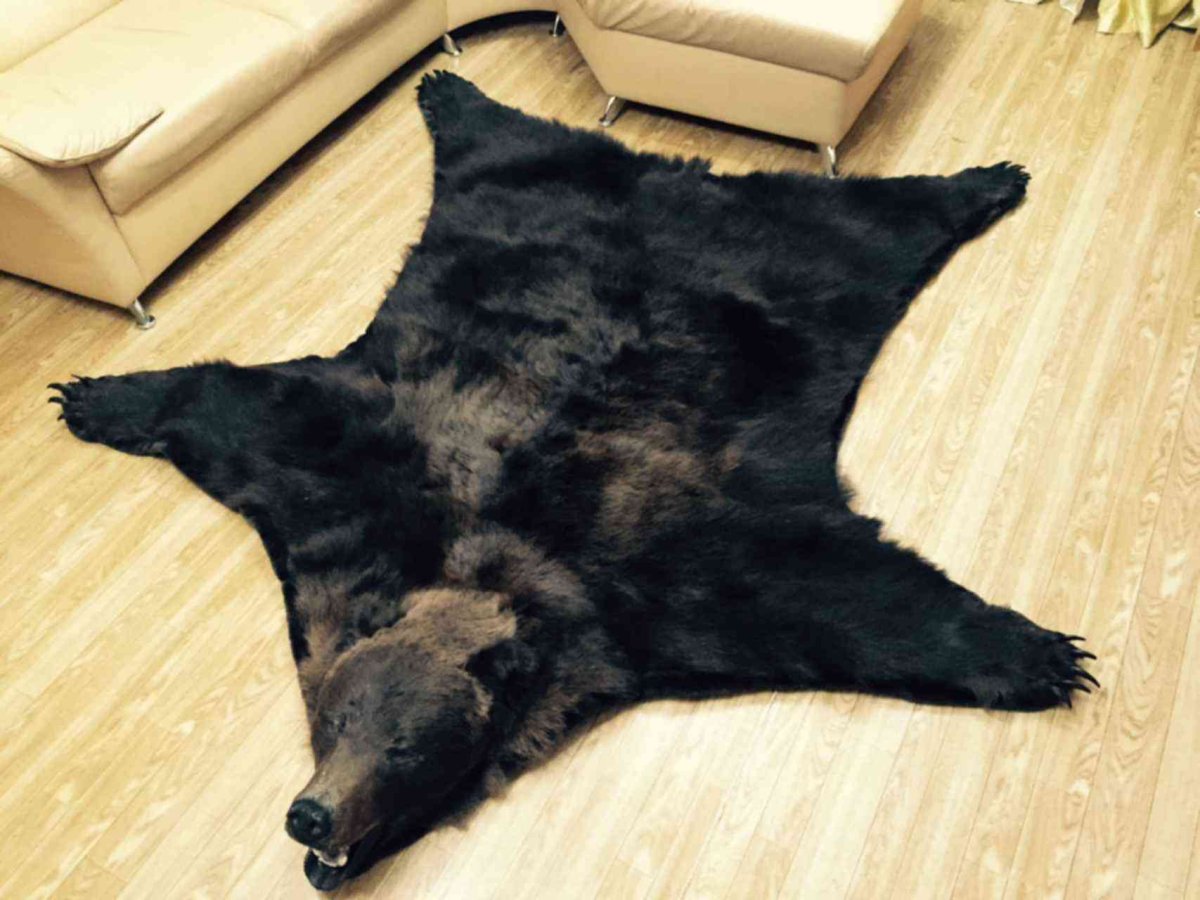 Шкура гималайского медведя