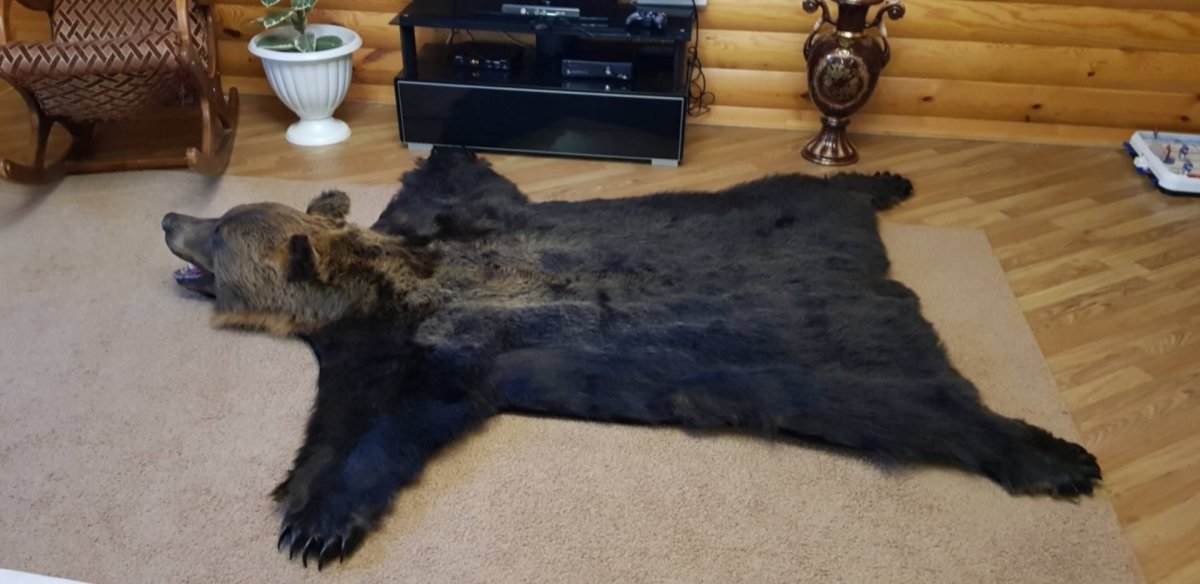 Шкура на стене