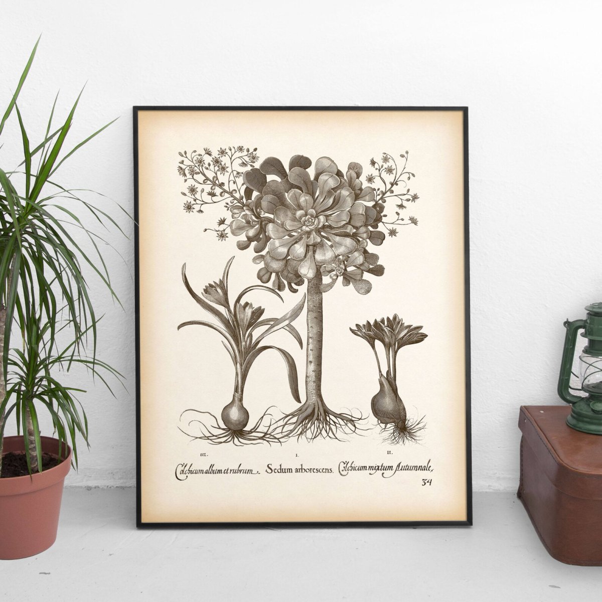 Живопись Ботаническая гербарий