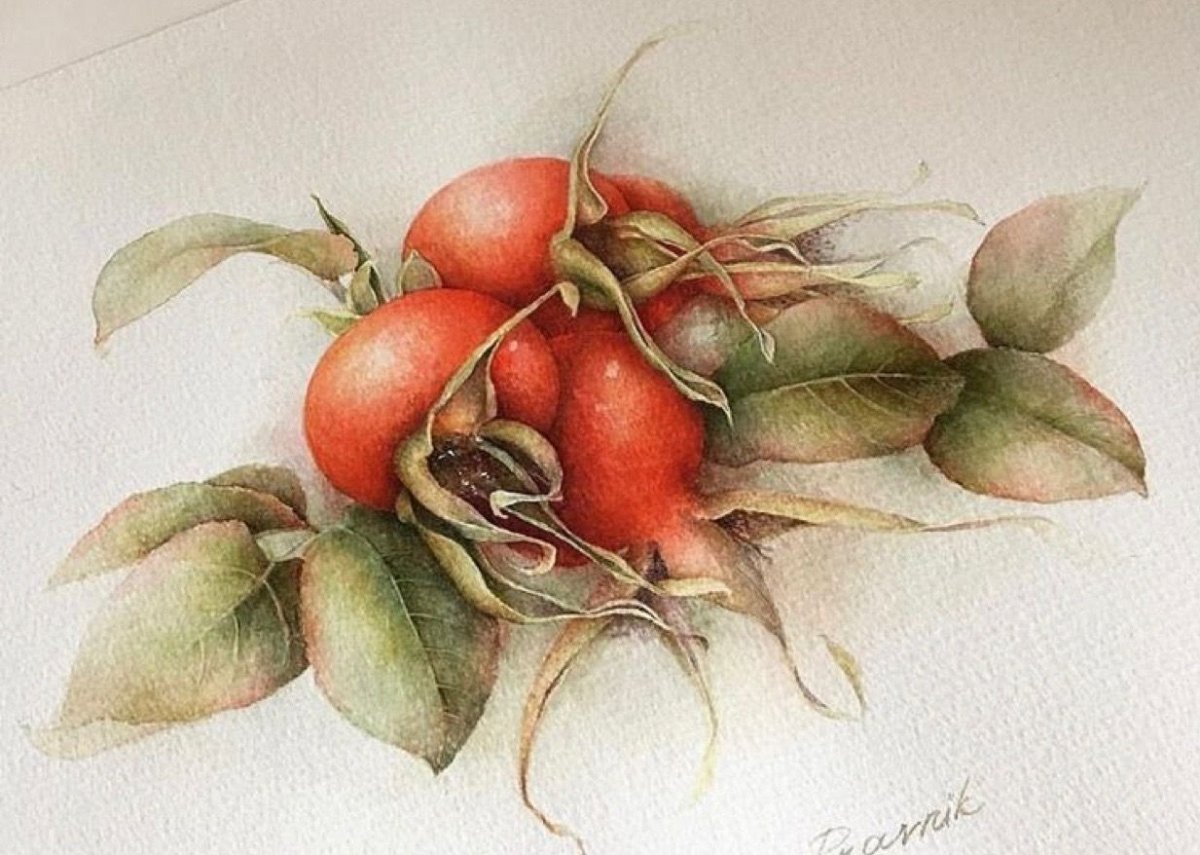 Акварель ботаника на целлюлозе