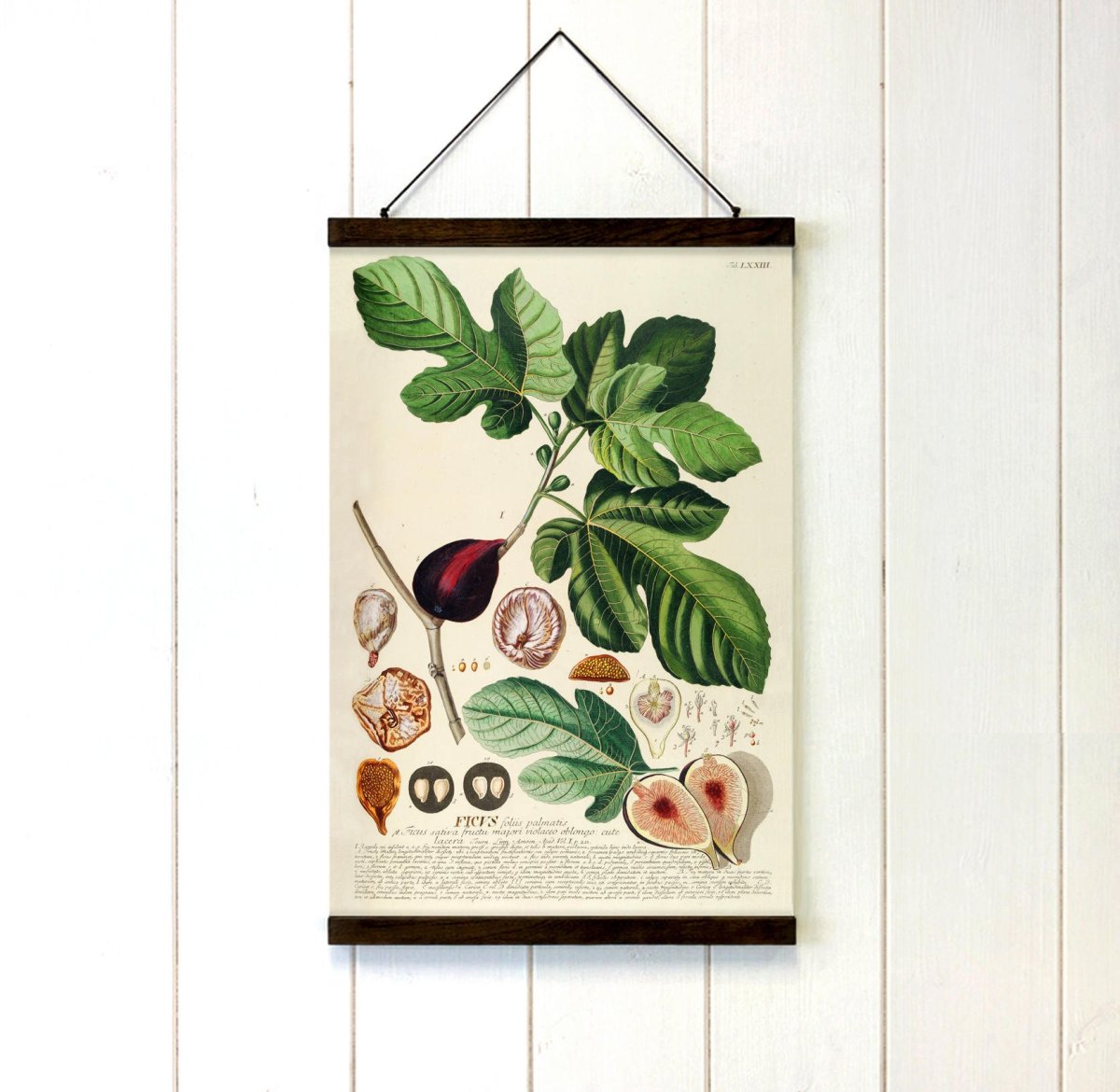 Акварель ботаника Прованс