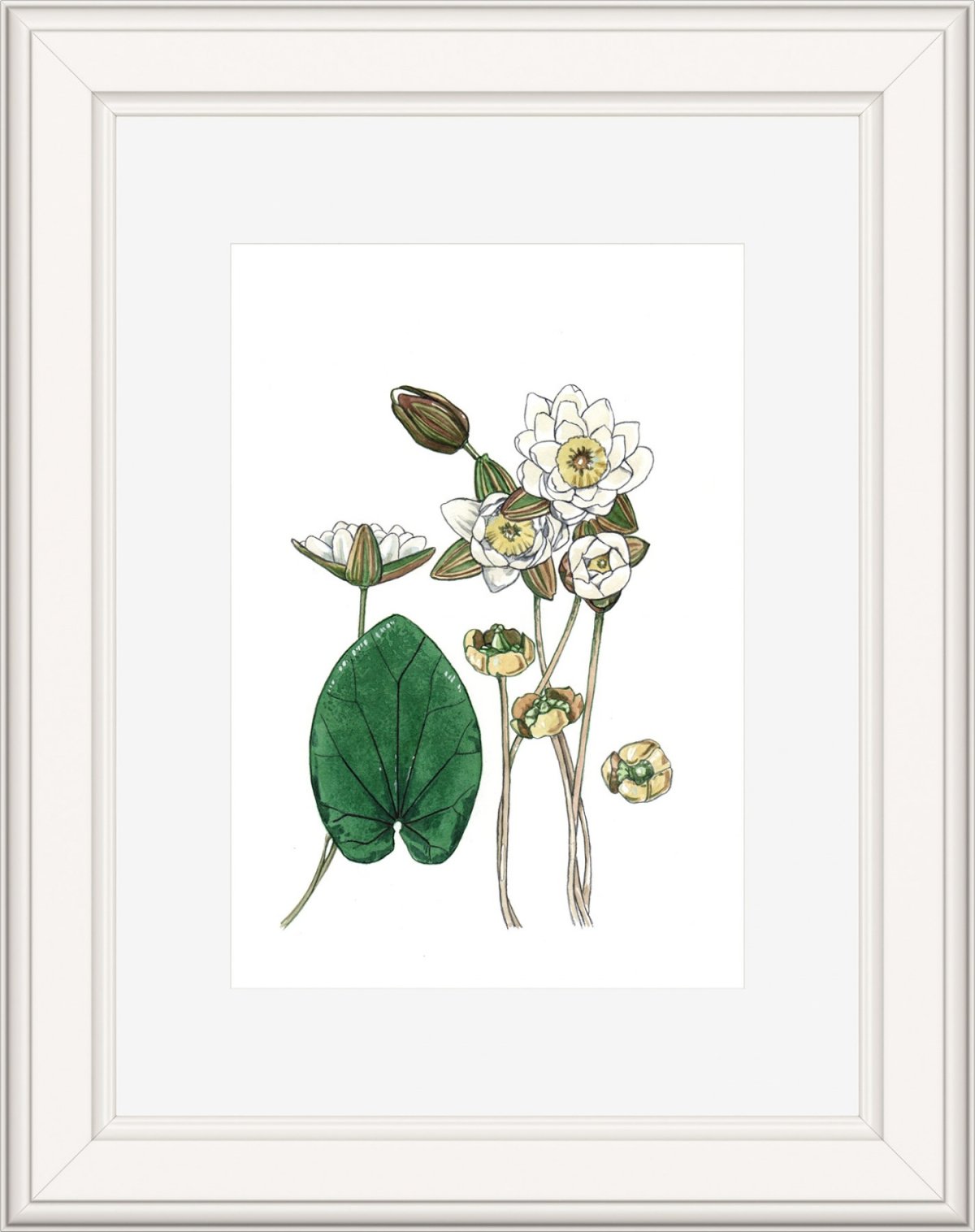 Настурция Ботаническая иллюстрация