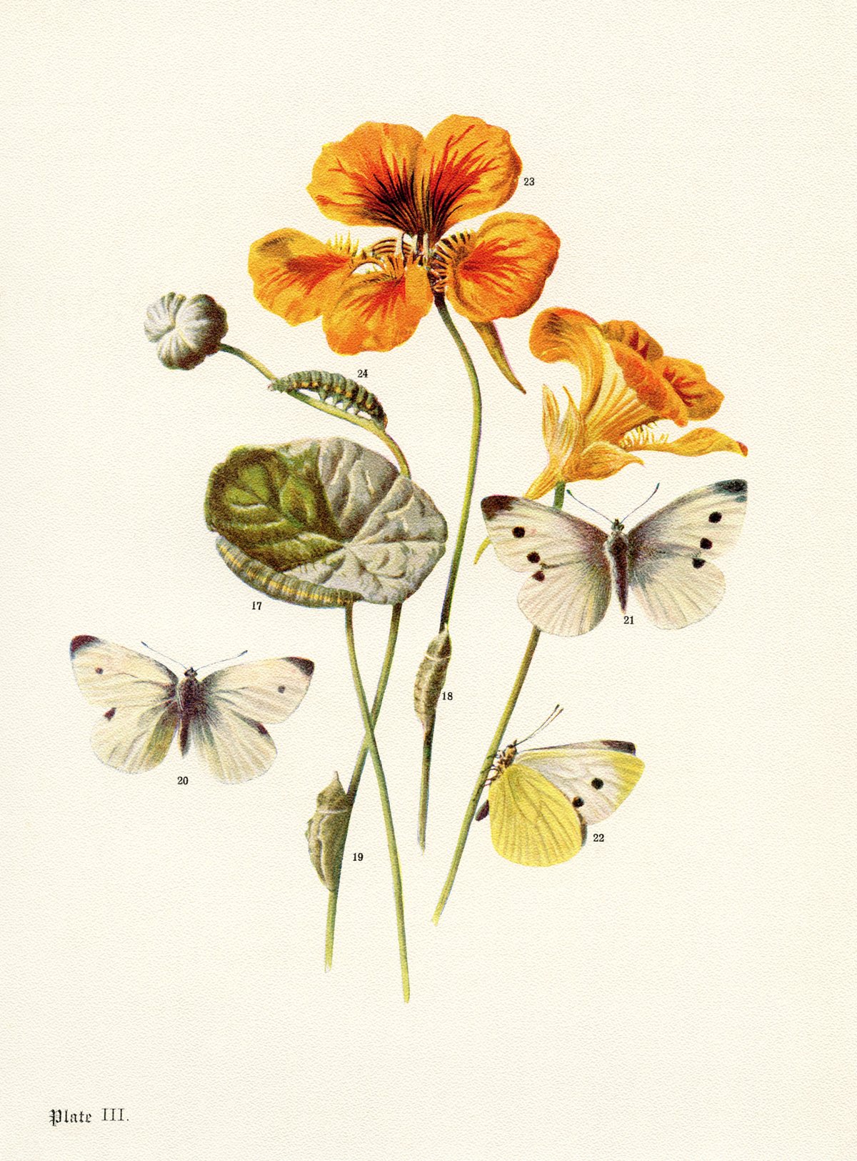 Kelly Higgs Botanical Art