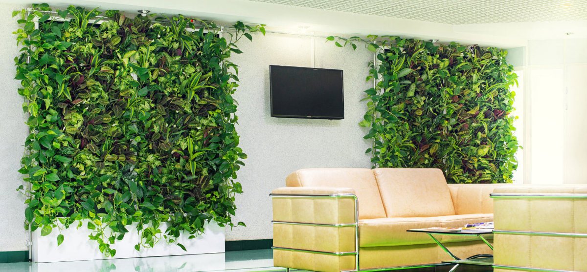 Сциндапсус по стене примеры оформления