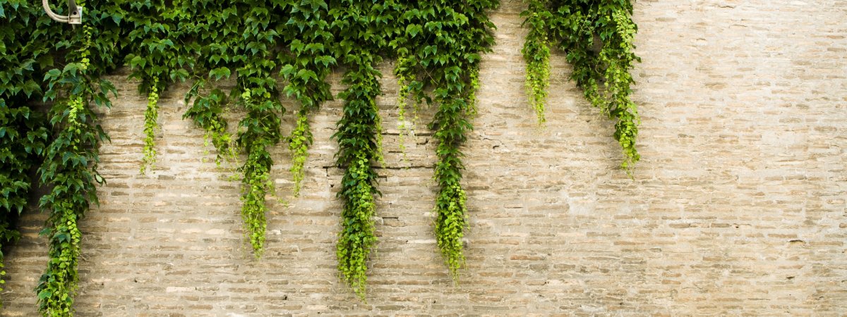 Фитостена Эпипремнум